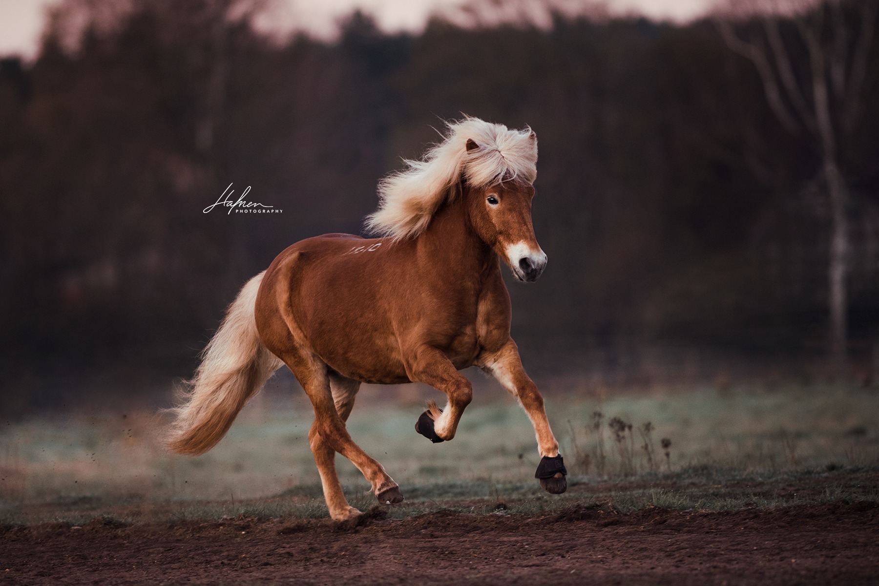 Hafner Horse Photography